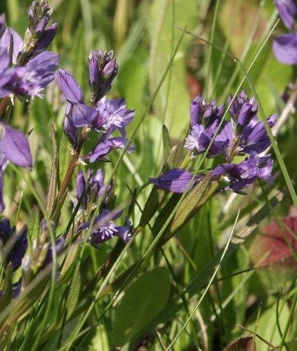 Common milkwort &copy; 