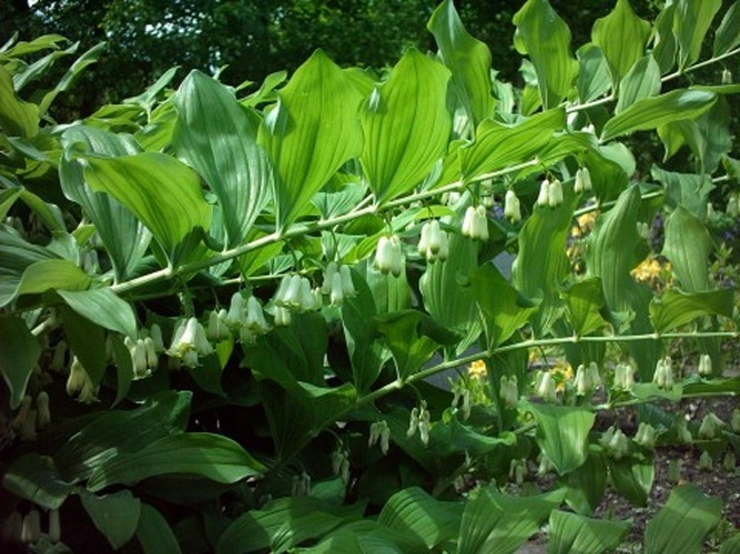 Polygonatum multiflorum © 