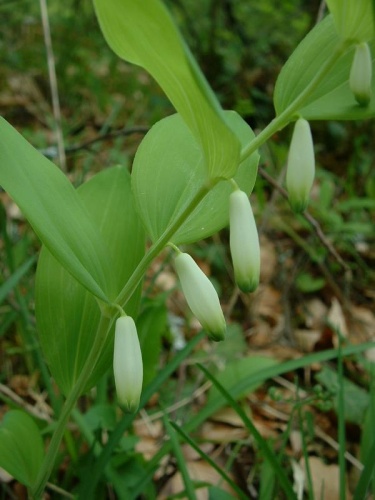 Polygonatum odoratum &copy; The original uploader was <a href="https://en.wikipedia.org/wiki/fr:User:Jeffdelonge" class="extiw" title="w:fr:User:Jeffdelonge">Jeffdelonge</a> at <a href="https://en.wikipedia.org/wiki/fr:" class="extiw" title="w:fr:">French Wikipedia</a>.