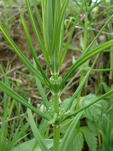 Polygonatum verticillatum © <a href="//commons.wikimedia.org/wiki/User:Jeffdelonge" title="User:Jeffdelonge">Jeffdelonge</a>
