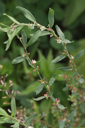 Polygonum aviculare © <a href="//commons.wikimedia.org/wiki/User:Dalgial" title="User:Dalgial">Dalgial</a>