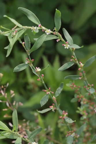 Polygonum aviculare &copy; <a href="//commons.wikimedia.org/wiki/User:Dalgial" title="User:Dalgial">Dalgial</a>