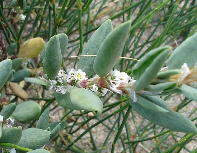 Polygonum maritimum &copy; 