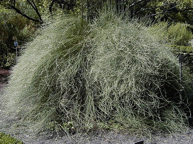 Polygonum scoparium © A. Barra