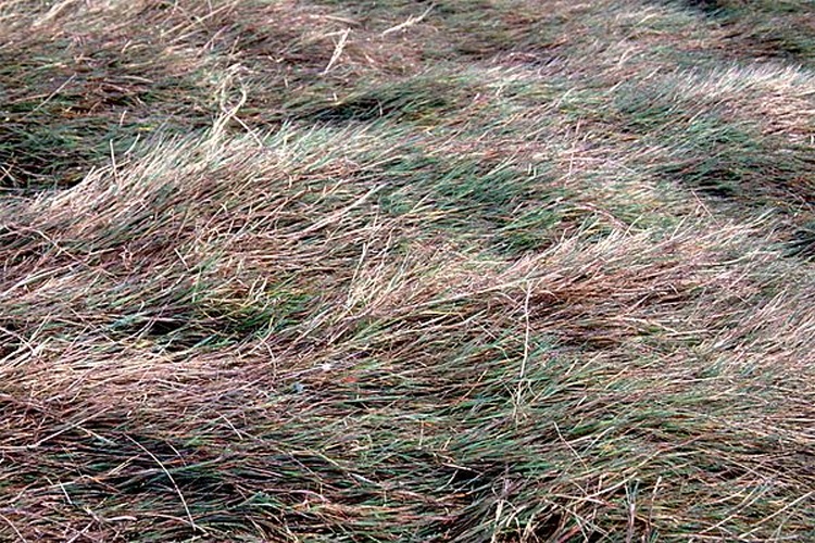 Polypogon viridis &copy; Gordon Leppig &amp; Andrea J. Pickart