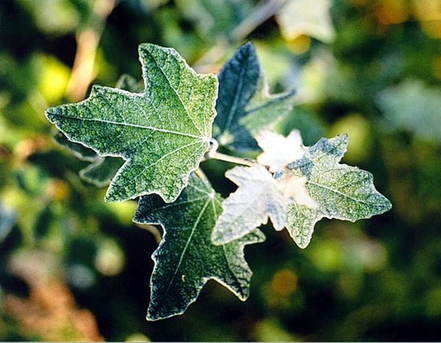 Populus alba © Daniel Fuchs