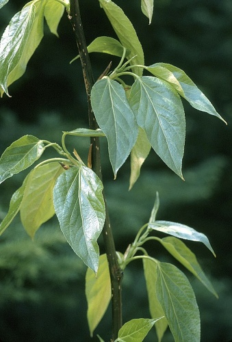 Populus balsamifera © Lynden Gerdes @ USDA-NRCS PLANTS Database / USDA NRCS. 1995. Northeast wetland flora: Field office guide to plant species. Northeast National Technical Center, Chester.