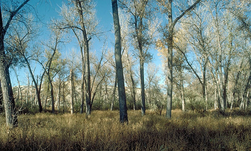 Populus deltoides © Dave Powell, USDA Forest Service