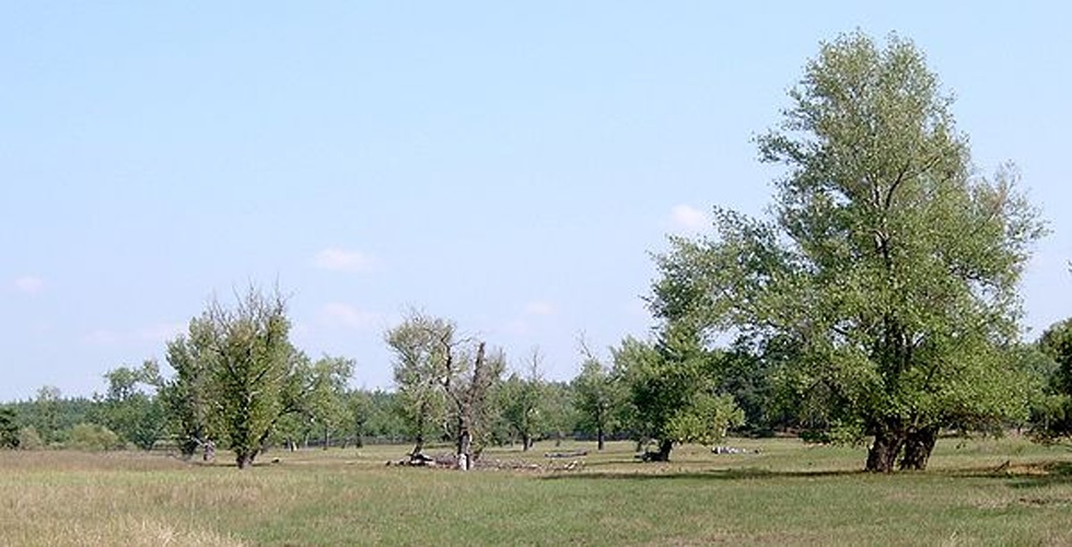 Populus nigra © <a href="//commons.wikimedia.org/wiki/User:Kenraiz" title="User:Kenraiz">Kenraiz</a>