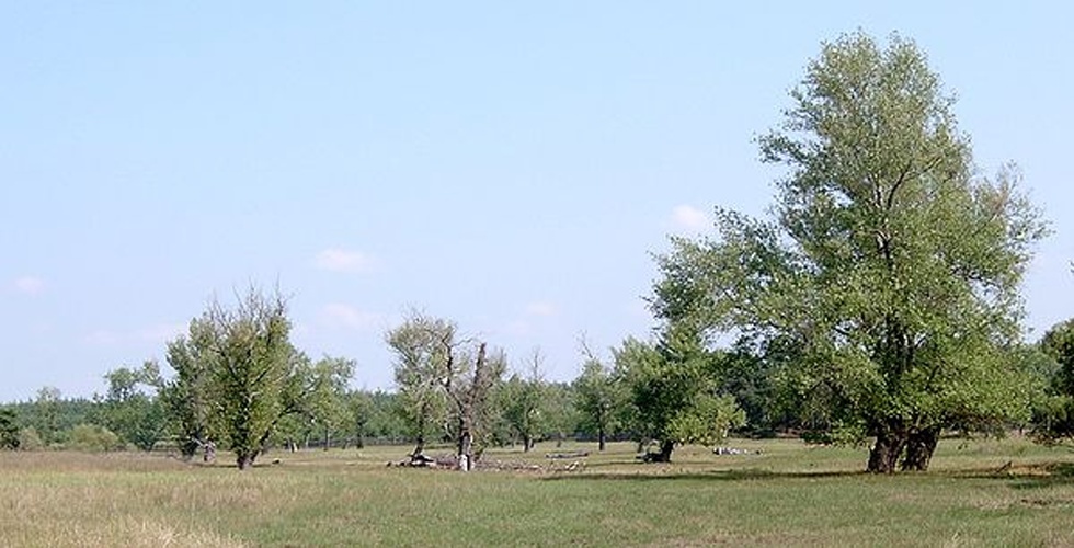Populus nigra &copy; <a href="//commons.wikimedia.org/wiki/User:Kenraiz" title="User:Kenraiz">Kenraiz</a>