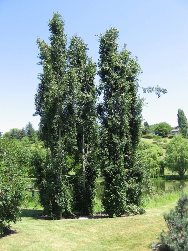 Populus tremula © Mark Wagner