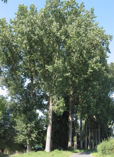 Populus ×canadensis &copy; <a href="//commons.wikimedia.org/wiki/User:Rasbak" title="User:Rasbak">Rasbak</a>