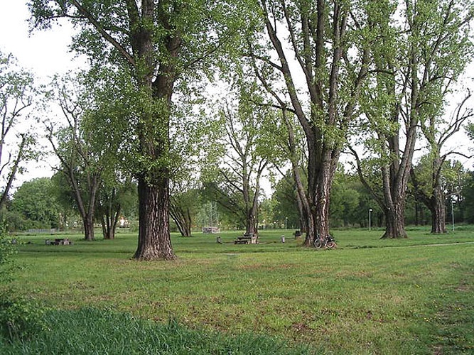 Populus ×canescens &copy; The original uploader was <a href="https://en.wikipedia.org/wiki/de:User:Keichwa" class="extiw" title="w:de:User:Keichwa">Keichwa</a> at <a href="https://en.wikipedia.org/wiki/de:" class="extiw" title="w:de:">German Wikipedia</a>., Photograph <a href="https://de.wikipedia.org/wiki/Benutzer:Keichwa" class="extiw" title="de:Benutzer:Keichwa">Keichwa</a>