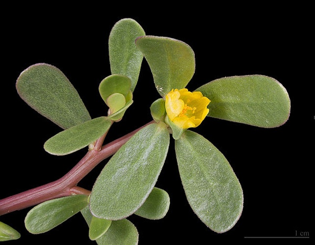 Portulaca oleracea &copy; <div class="fn value">
<a href="//commons.wikimedia.org/wiki/User:Archaeodontosaurus" title="User:Archaeodontosaurus">Didier Descouens</a>
</div>