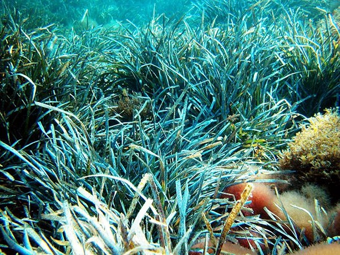 Posidonia oceanica &copy; Alberto Romeo<br>albertoromeo@neomedia.it<br><a rel="nofollow" class="external free" href="http://www.romeofotosub.it">http://www.romeofotosub.it</a>