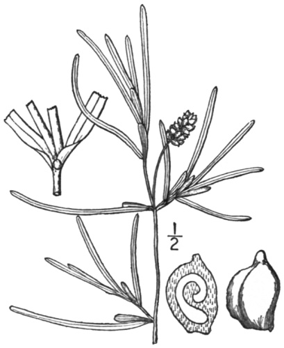 Potamogeton obtusifolius &copy; Nathaniel Lord Britton &amp; Addison Brown