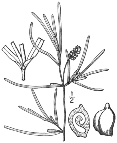 Potamogeton obtusifolius © Nathaniel Lord Britton &amp; Addison Brown