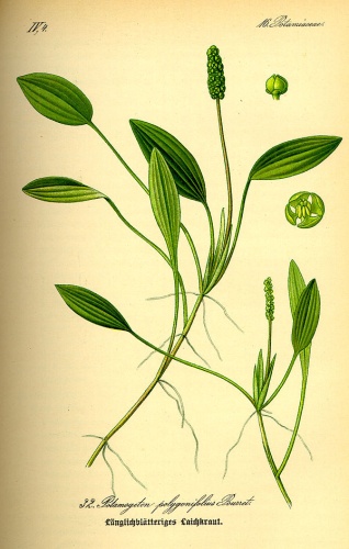 Potamogeton polygonifolius © 