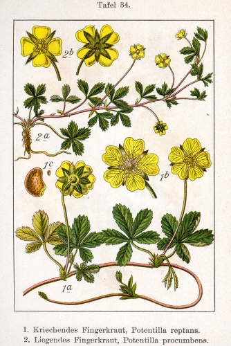 Potentilla anglica agg. © Johann Georg Sturm (Painter: Jacob Sturm)