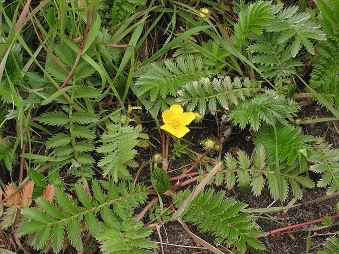 Potentilla anserina © <a href="//commons.wikimedia.org/wiki/User:Rasbak" title="User:Rasbak">Rasbak</a>