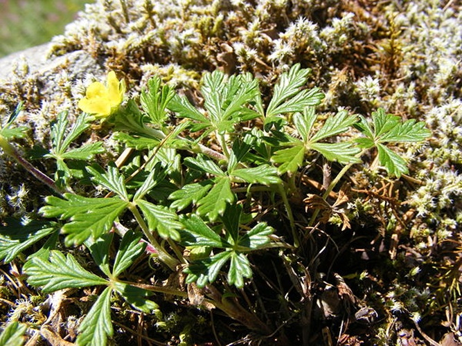 Potentilla argentea © Teun Spaans