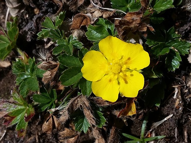 Potentilla brauneana © <a rel="nofollow" class="external text" href="https://www.flickr.com/people/95905799@N00">Joan Simon</a> from Barcelona, España