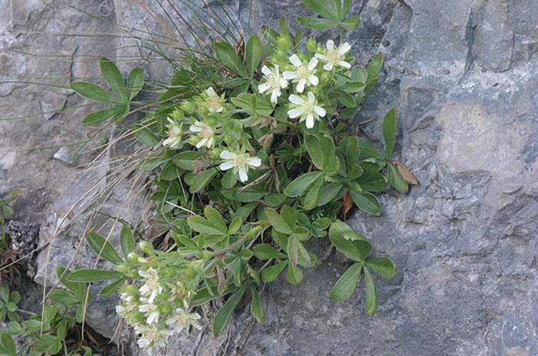 Potentilla caulescens &copy; <a href="//commons.wikimedia.org/wiki/User:HermannSchachner" title="User:HermannSchachner">HermannSchachner</a>