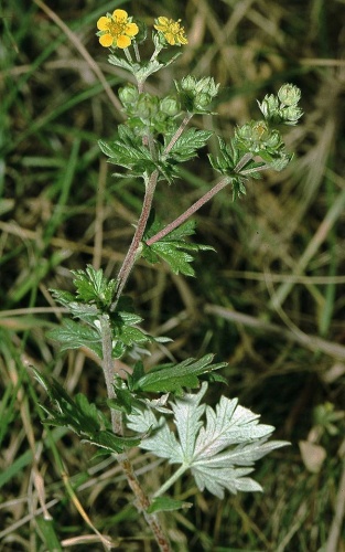 Potentilla cinerea © 