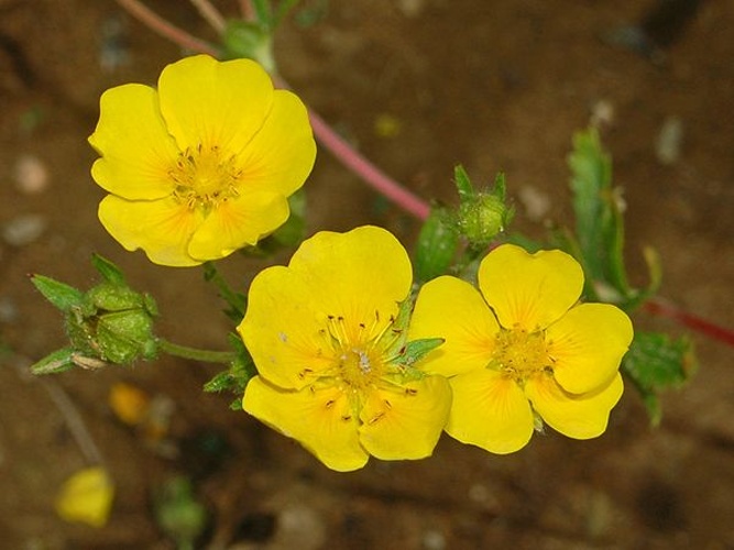 Potentilla delphinensis © <a href="//commons.wikimedia.org/wiki/User:Hectonichus" title="User:Hectonichus">Hectonichus</a>