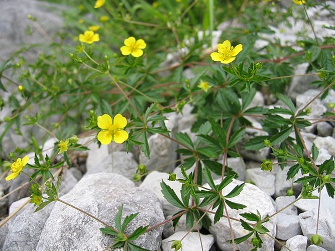 Potentilla erecta © <a href="//commons.wikimedia.org/wiki/User:Tigerente" title="User:Tigerente">User:Tigerente</a>