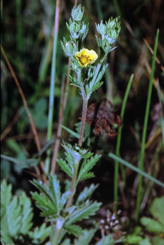 Potentilla inclinata © 