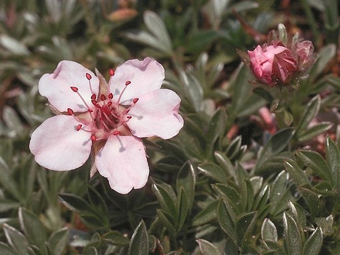 Potentilla nitida © Leif Stridvall