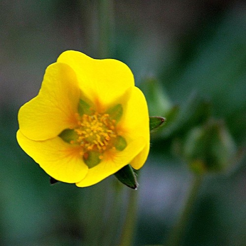 Potentilla nivea © <a href="//commons.wikimedia.org/wiki/User:Hedwig_Storch" title="User:Hedwig Storch">Hedwig Storch</a>