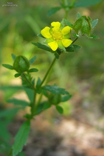 Potentilla norvegica © <a rel="nofollow" class="external text" href="https://www.flickr.com/photos/7147684@N03/">pellaea</a>