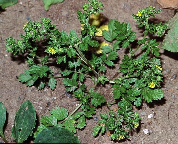 Potentilla supina © 