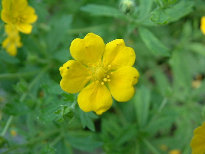 Potentilla thuringiaca &copy; 