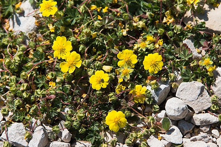 Potentilla verna &copy; <a href="//commons.wikimedia.org/wiki/User:Daniel_VILLAFRUELA" title="User:Daniel VILLAFRUELA">Daniel VILLAFRUELA</a>.