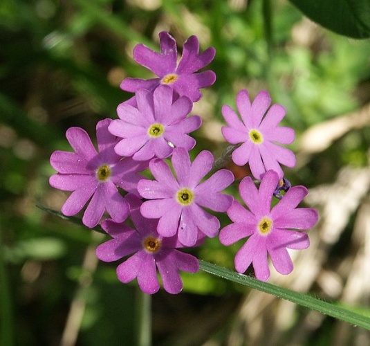 Primula farinosa © 