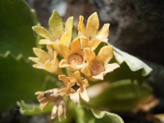 Primula hirsuta © Teun Spaans