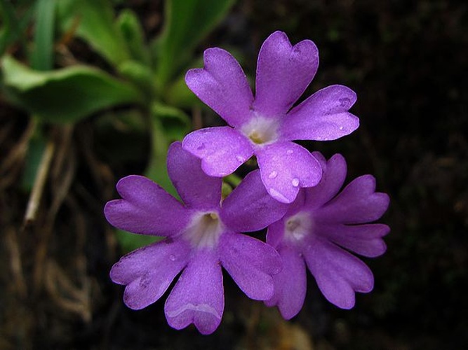 Primula integrifolia &copy; <a rel="nofollow" class="external text" href="https://www.flickr.com/people/70626035@N00">jacinta lluch valero</a> from madrid * barcelona...., (España-Spain)