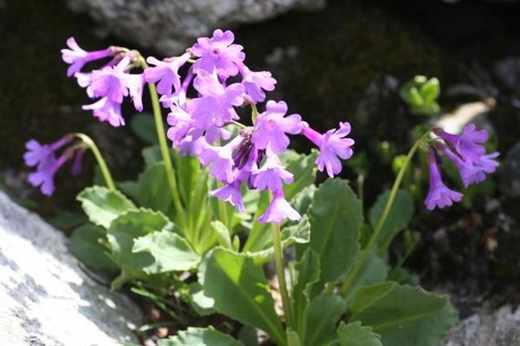 Primula latifolia © H. Brisse, The accord of the author, H. Brisse, is <a href="https://en.wikipedia.org/wiki/fr:Projet:Botanique/Accord_Henry_Brisse" class="extiw" title="w:fr:Projet:Botanique/Accord Henry Brisse">here</a>.