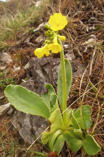Primula lutea © <a href="//commons.wikimedia.org/wiki/User:Stemonitis" title="User:Stemonitis">User:Stemonitis</a>