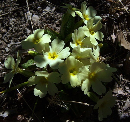 Primula vulgaris &copy; <a href="//commons.wikimedia.org/wiki/User:Victor_M._Vicente_Selvas" title="User:Victor M. Vicente Selvas">Victor M. Vicente Selvas</a>