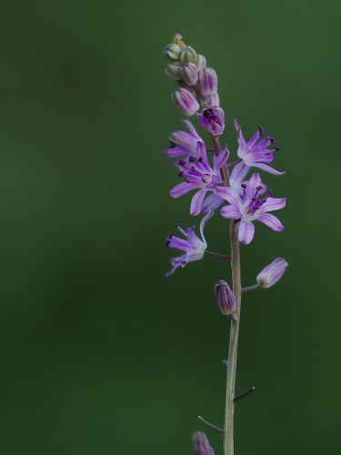 Prospero autumnale &copy; <a href="//commons.wikimedia.org/wiki/User:Zcebeci" title="User:Zcebeci">Zeynel Cebeci</a>