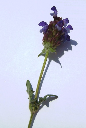 large-flowered selfheal &copy; <a href="//commons.wikimedia.org/wiki/User:Victor_M._Vicente_Selvas" title="User:Victor M. Vicente Selvas">Victor M. Vicente Selvas</a>