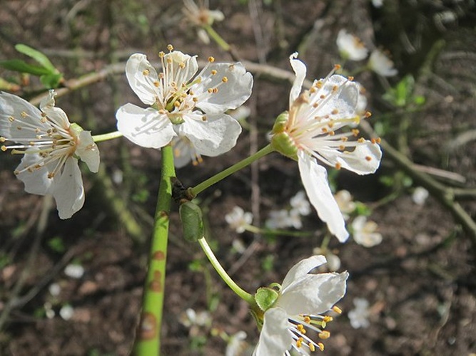Prunus cerasifera © <div class="fn value">
<a href="//commons.wikimedia.org/wiki/User:AnRo0002" title="User:AnRo0002">AnRo0002</a>
</div>