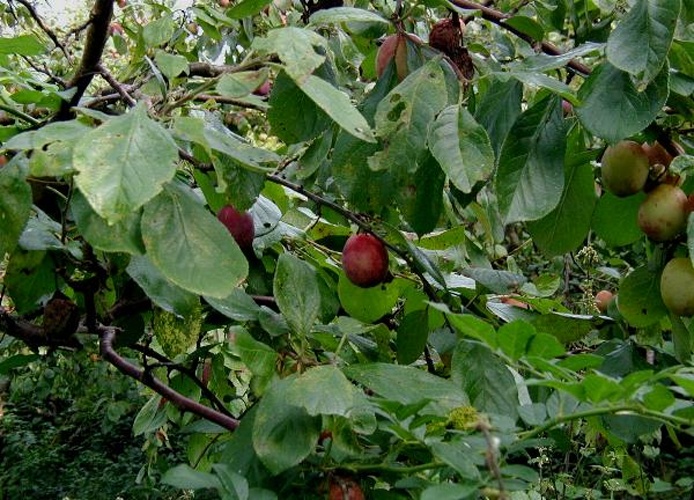 Prunus domestica © 
