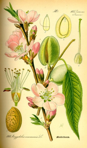 Prunus dulcis © 