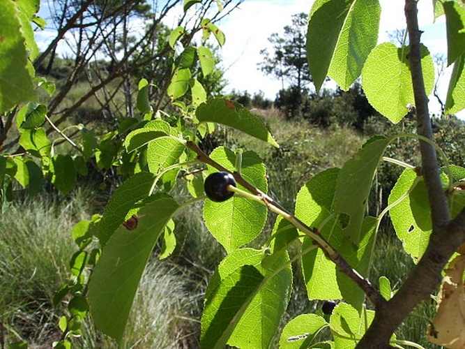 Prunus mahaleb &copy; No machine-readable author provided. <a href="//commons.wikimedia.org/wiki/User:Victor_M._Vicente_Selvas" title="User:Victor M. Vicente Selvas">Victor M. Vicente Selvas</a> assumed (based on copyright claims).