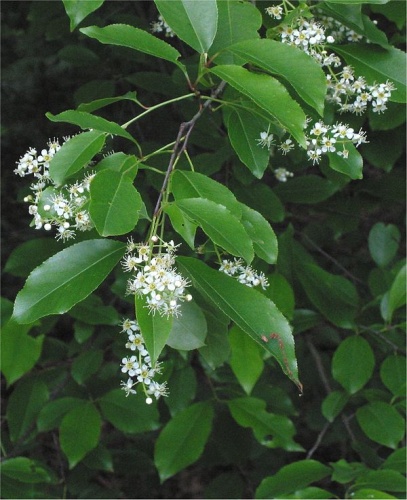 Prunus serotina © 